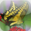 Explore Your World: Butterfly