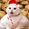 A Talking Fat Cat - Christmas Edition HD