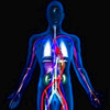 The Body - Human Anatomy Learning Tool & Quiz