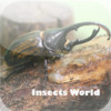 Insects World
