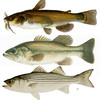 Freshwater Fish ID South