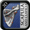 Scapula and Clavicle 3D