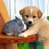 Cute Pets Catalog