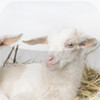 Raising Goats - Easy Guide to Raising and Caring for Goats