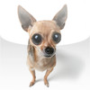 Chihuahua Fun -Toy Dog Series