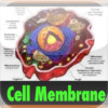 The Miracle in the Cell Membrane ( It all deals...