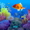 HD Fish