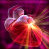 Human Body Cardiovascular System Trivia