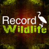 Record wildlife,