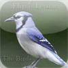 Flip 2 Learn - The Birds