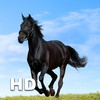 Horses HD