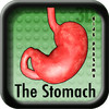 Kids Anatomy The Stomach