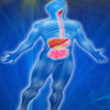 Human Body Digestive System Trivia