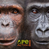 Ape Action Africa for iPhone