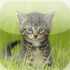 Amazing Kitten Tap Puzzles - for iPad