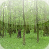 Swamp Forest Virtual Field Trip