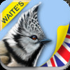 Waite's Guide to Birds: United Kingdom