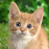 Kitten Cat Wallpapers HD - Retina Wallpapers and Backgrounds for iOS 7