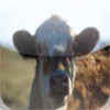WallPix HD-Cows