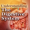 Understanding the Digestive System