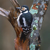 Bird-watching:Photo Collection
