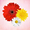 Primerun Flowers + photo editor free + add text to photo image
