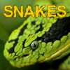 A Snake Puzzles Game