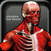 Articulation Neck Muscles v