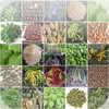 Herbs & Spices, Italian