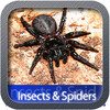 HD Insects and Spiders