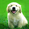 iDogBook: Dog Breeds for Dog Lovers
