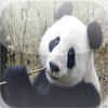 Giant Panda - China's National Symbol in Sounds