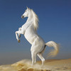 Dream Horses: Huge Art Gallery (3G, Wi-Fi)
