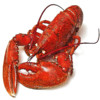 Maine Lobster Shacks