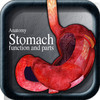 Anatomy Stomach function and parts