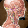 Lymphatic System Anatomy