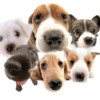 Dogs Puzzles Full