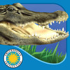 Alligator at Saw Grass Road - Smithsonian's Backyard