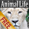 Animal Life HD Free