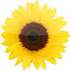 Trauertreff Sonnenblume