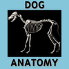 Bryan Edwards Dog Anatomy Flash Cards
