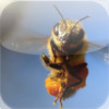 Explore Your World: Bees