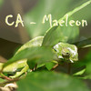 CA-Maeleon