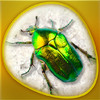 Insecta 360 Gold