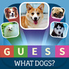 Guess what? Dogs quiz - Popular Dogs in the world