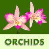 Orchid Wallpaper Deluxe