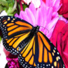 Monarch App