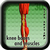 Kids Anatomy Knee bones and muscles v2