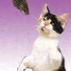 Cat Cat Mouse - Memory game for people who love cats!