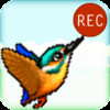 Catchy Bird - Capture the Flappy Wings